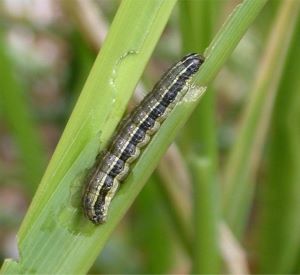 /ARSUserFiles/11809/pics/fall army worm larva resized.jpg